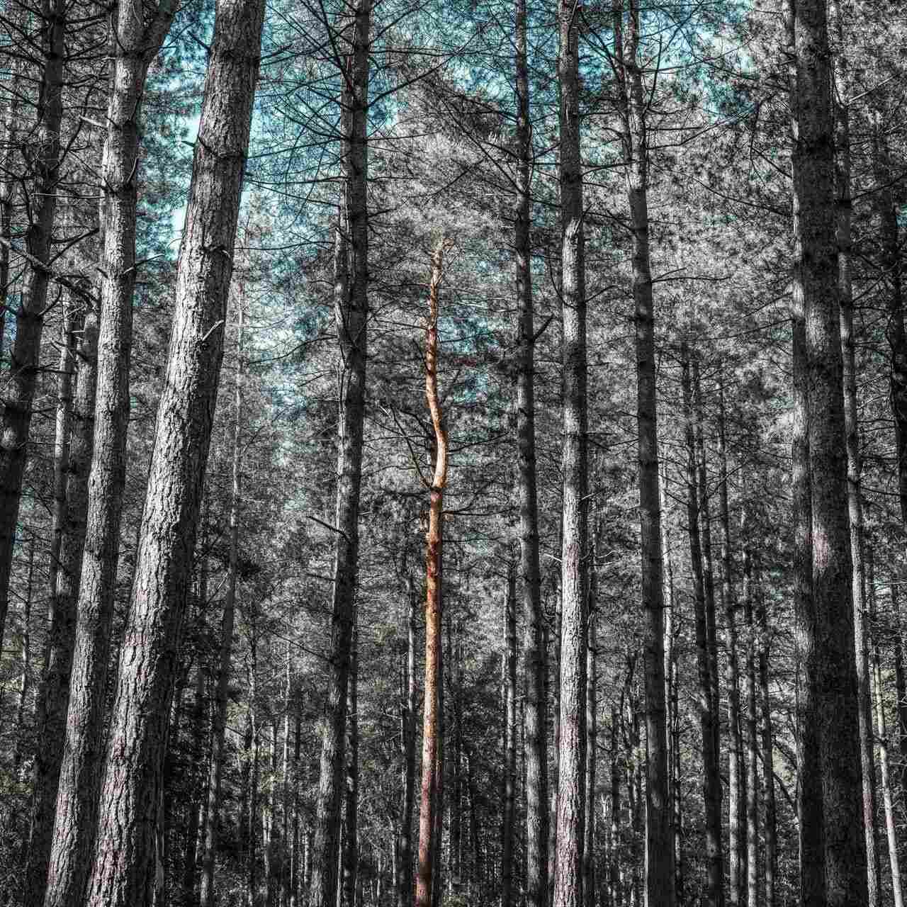 forêt avec arbres morts